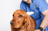 Microchipping and Pet Passports malta, Our Services malta, Vetcare Animal Clinic malta