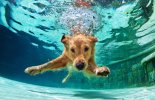 Precautions for Summer! malta,  malta, Vetcare Animal Clinic malta