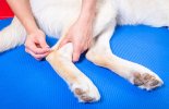 Acupuncture Therapy  malta,  malta, Vetcare Animal Clinic malta